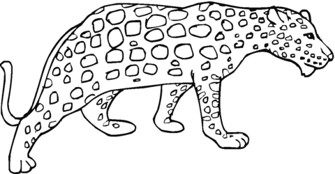 Cheetah 8 Coloring Page